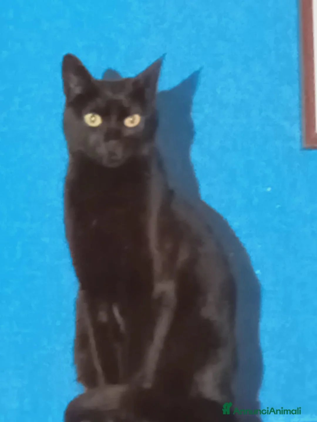 Meticcio gatti in regalo: AXEL micio panteroni di 7 anni - Annuncio 5