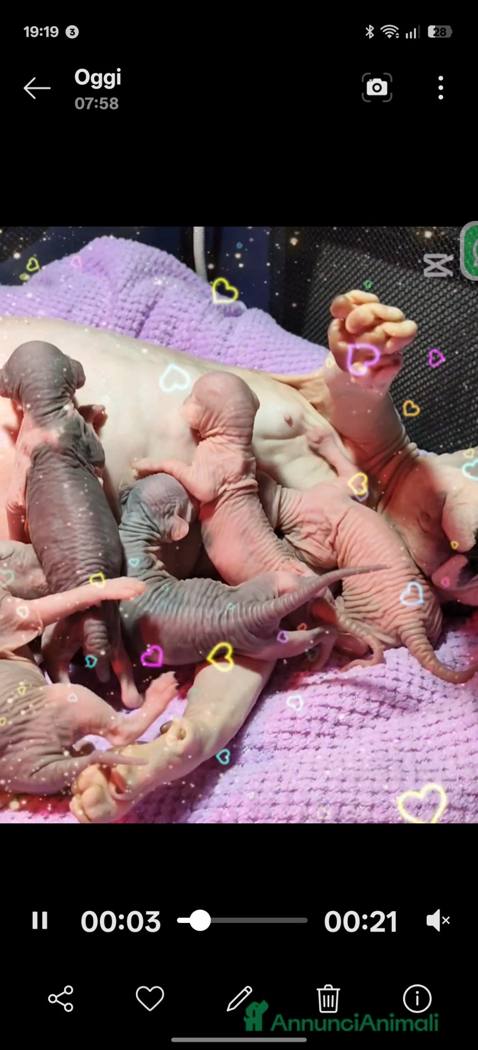 Sphynx gatti Cuccioli di sphynx disponibile  - Annuncio 2