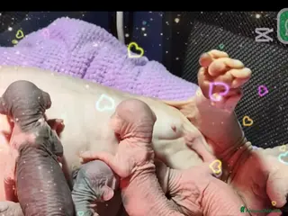 Sphynx gatti Cuccioli di sphynx disponibile - Annuncio 2