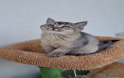 Scottish gatti in vendita: Scottish Straight con Pedigree  - Immagine 4