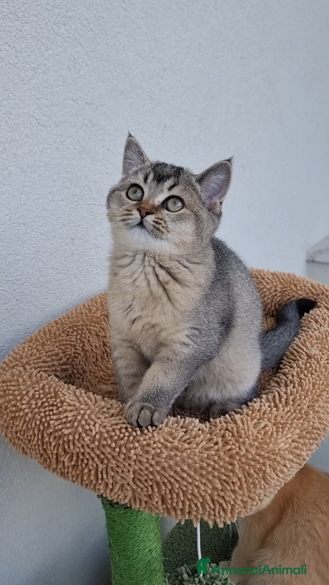 Scottish gatti in vendita: Scottish Straight con Pedigree  - Immagine 4