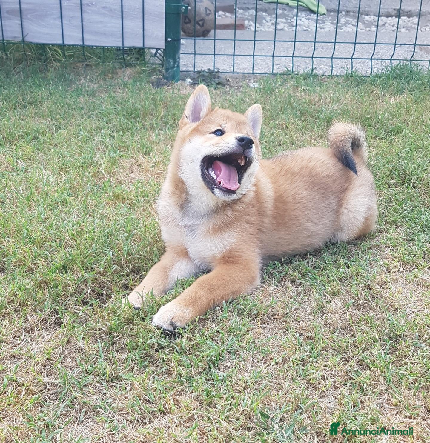 Shiba Inu cani Ultimo cucciolo maschio shiba inu pedigree Enci  - Annuncio 1