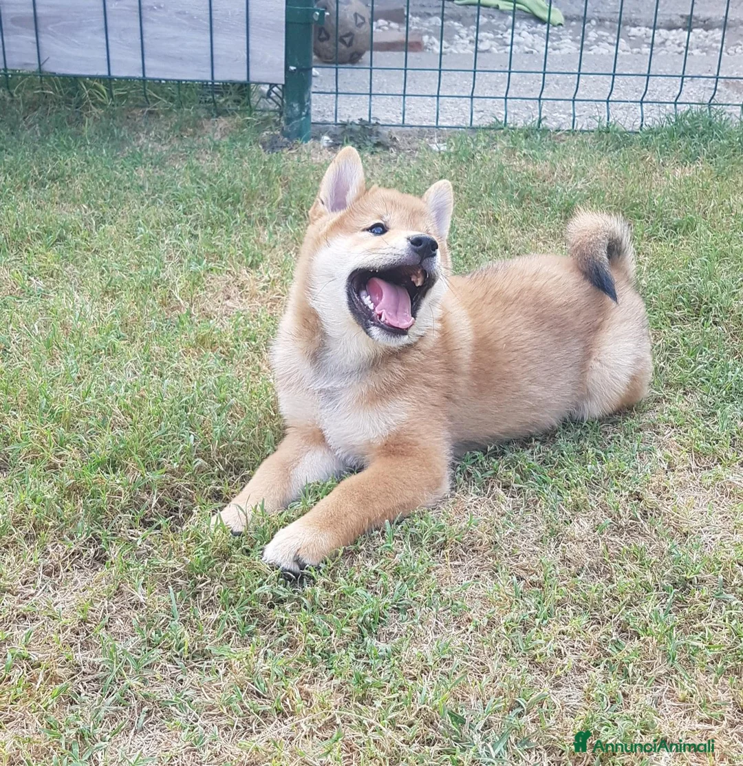 Shiba Inu cani in vendita: Ultimo cucciolo maschio shiba inu pedigree Enci  - Annuncio 2