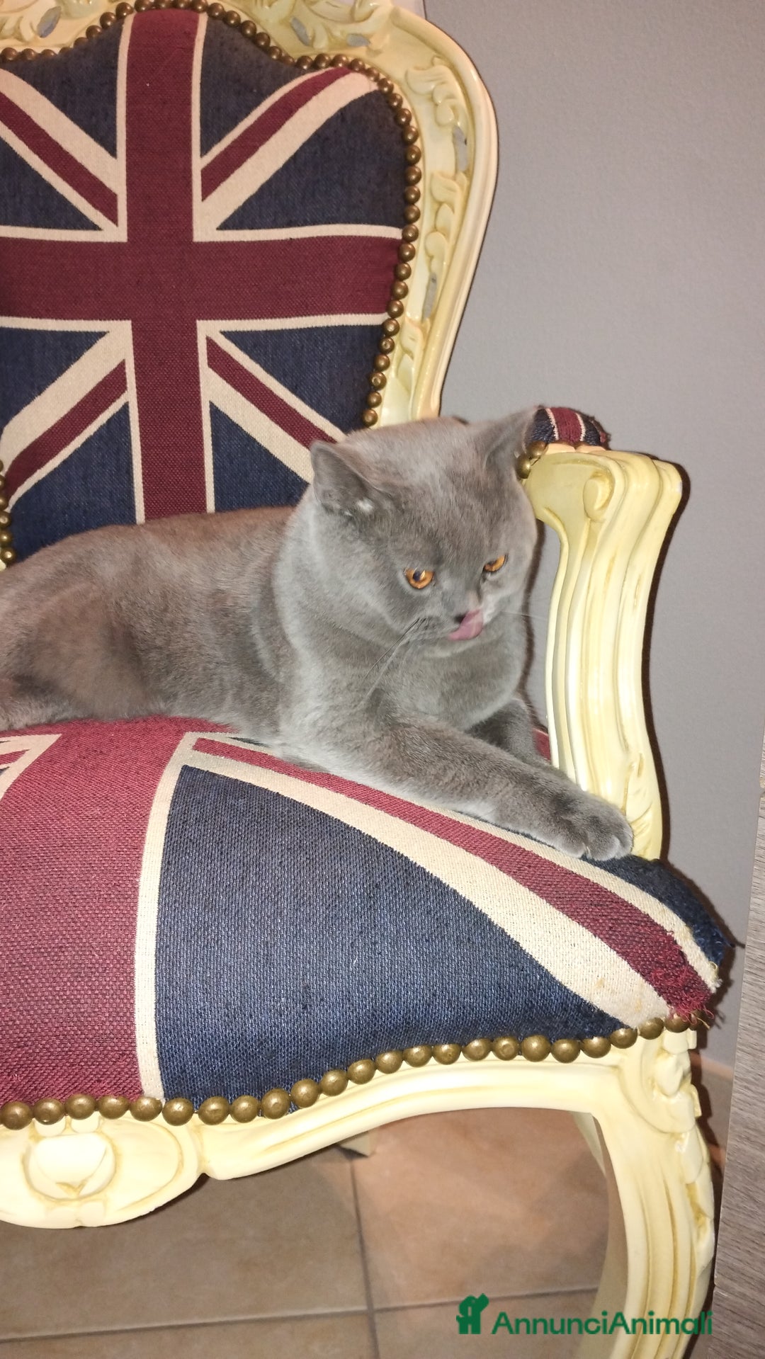 British gatti per accoppiamento: Maschio x accoppiamento  - Annuncio 8