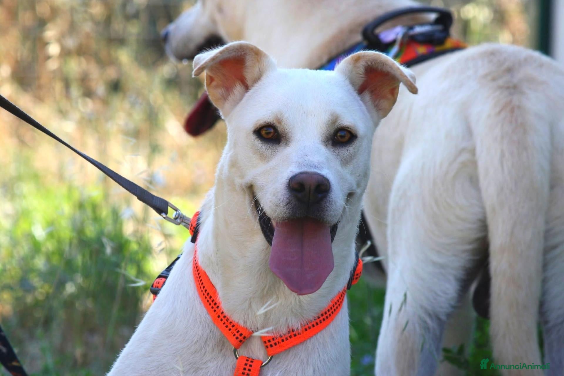 Meticcio cani in regalo: Akira in adozione - Annuncio 4