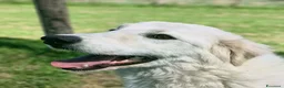 Pastore Maremmano cani in regalo: SVEN, cucciolone di pastore abruzzese - Annuncio 10