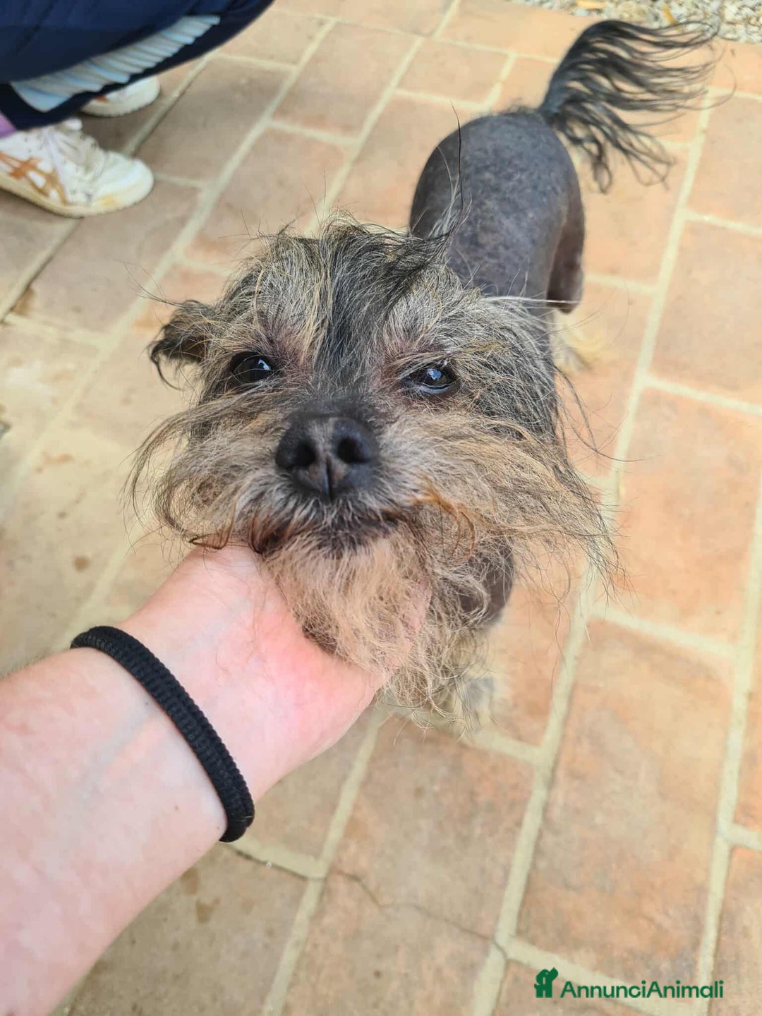 Altre razze cani in regalo: KIWI, simpaticissimo CANE NUDO CINESE. Tg piccola. - Annuncio 3