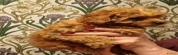 Barbone cani in vendita: barboncina - Annuncio 7