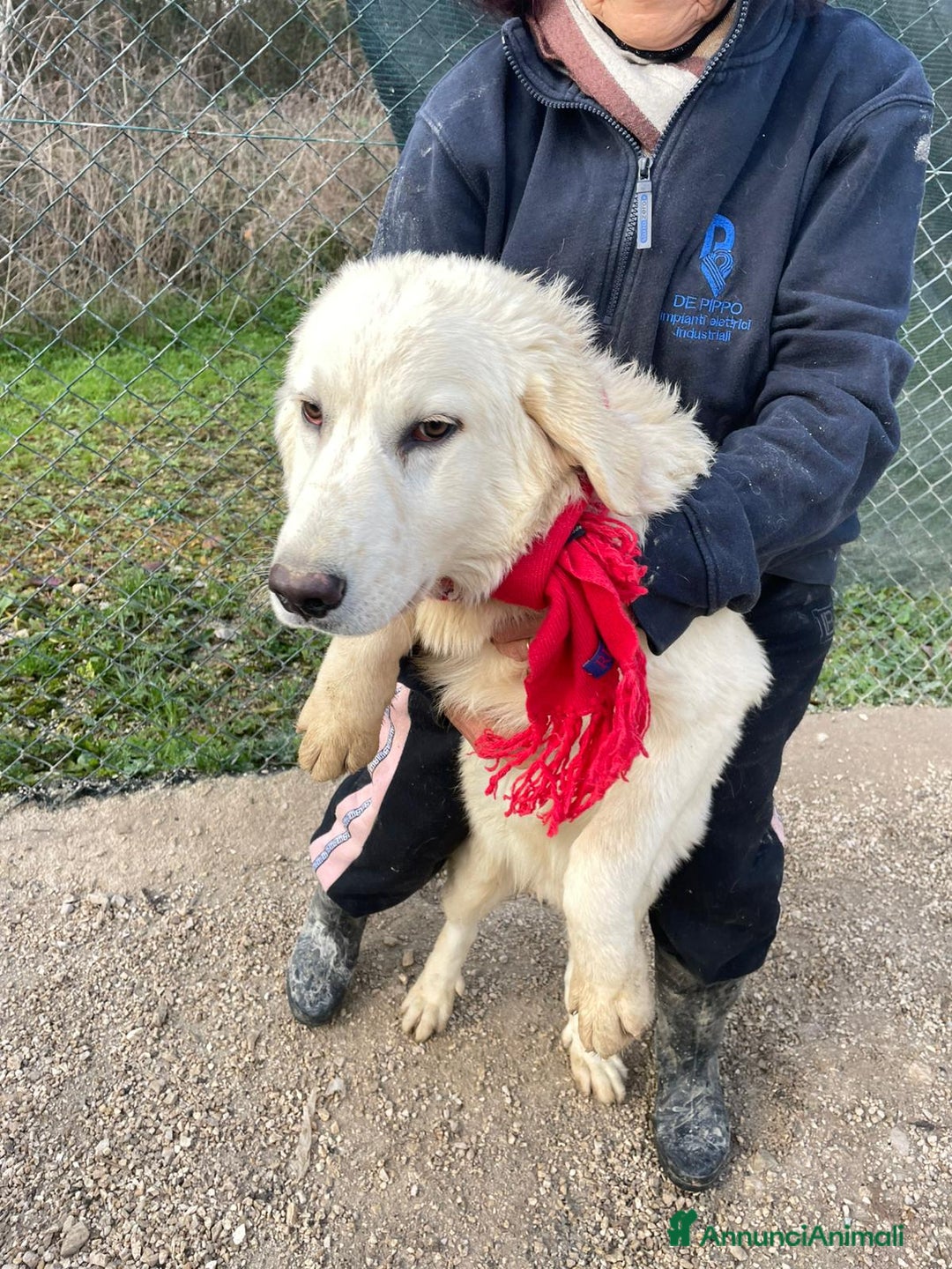 Meticcio cani in regalo: IL DOLCISSIMO E BELLISSIMO LUCKY a Provincia di Pisa - Annuncio 7