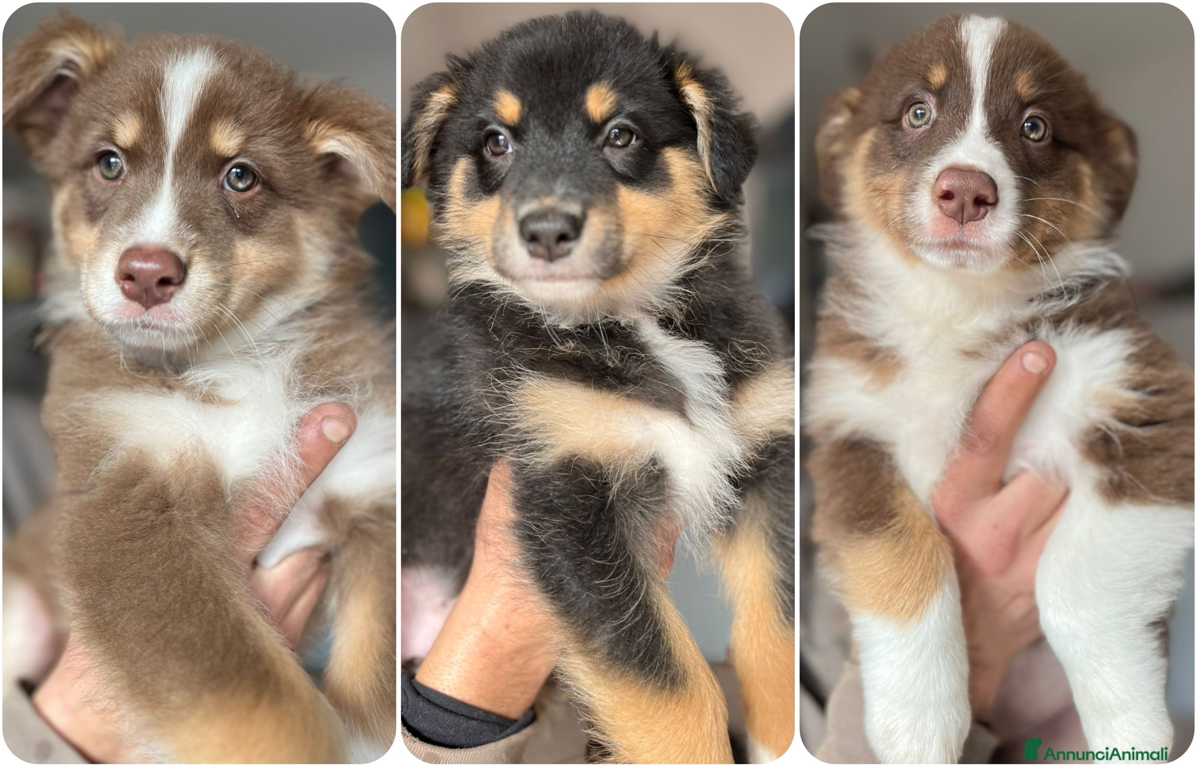 Australian Shepherd cani Cucciole pastore australiano  - Annuncio 4