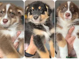 Australian Shepherd cani Cucciole pastore australiano - Annuncio 4
