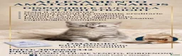 Scottish gatti in vendita: Schottish Highland fold & straight - Annuncio 1