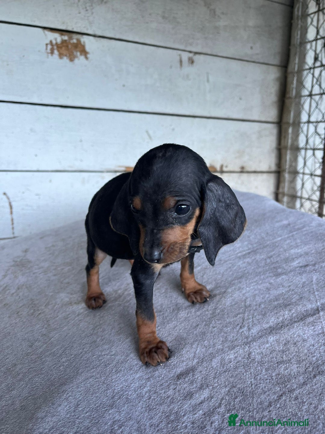 Segugio cani in vendita: segugio italiano  - Annuncio 11