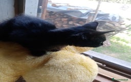 Europeo gatti in regalo: Dolcissime sorelline - Immagine 10