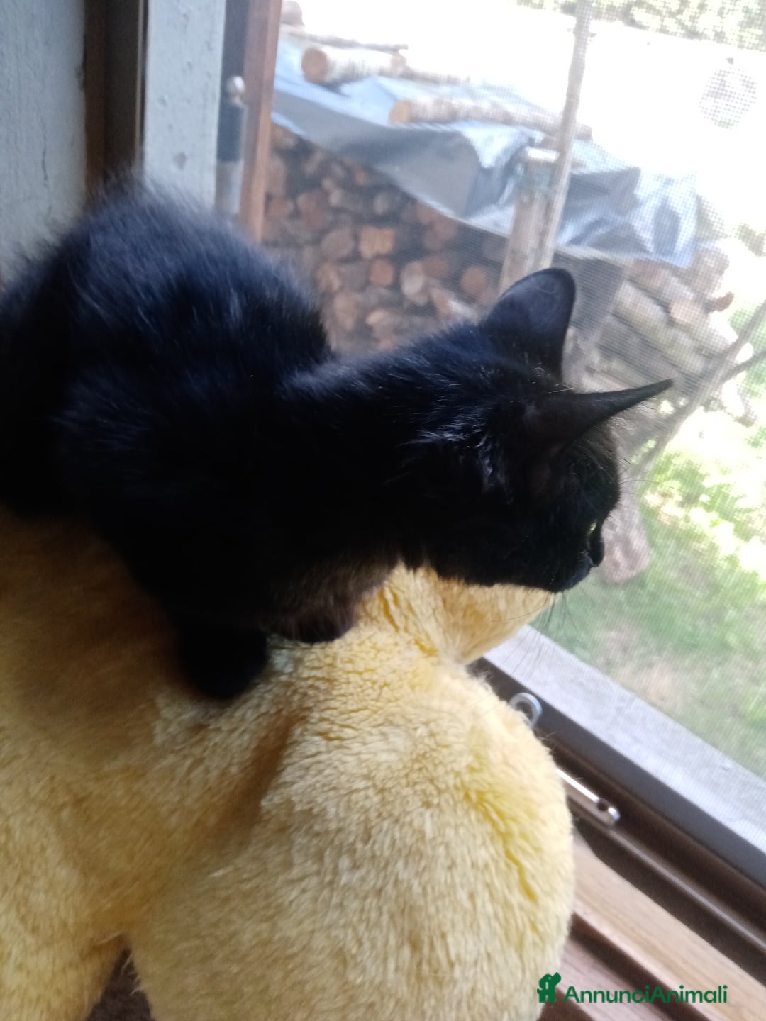 Europeo gatti in regalo: Dolcissime sorelline - Annuncio 10