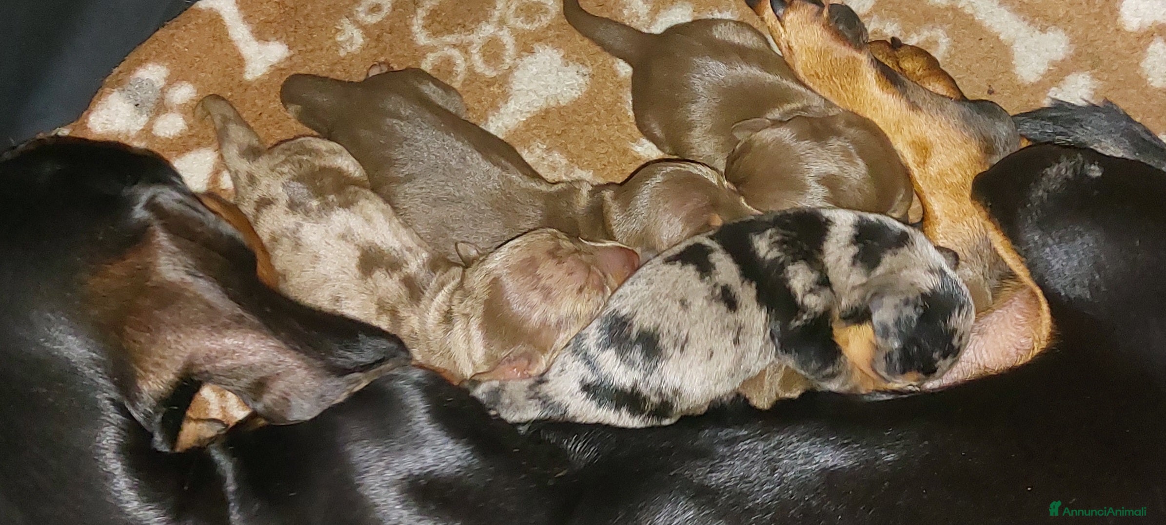 Bassotto cani Cuccioli di Bassotto  - Annuncio 1