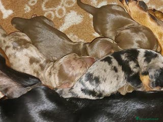 Bassotto cani Cuccioli di Bassotto - Annuncio 1