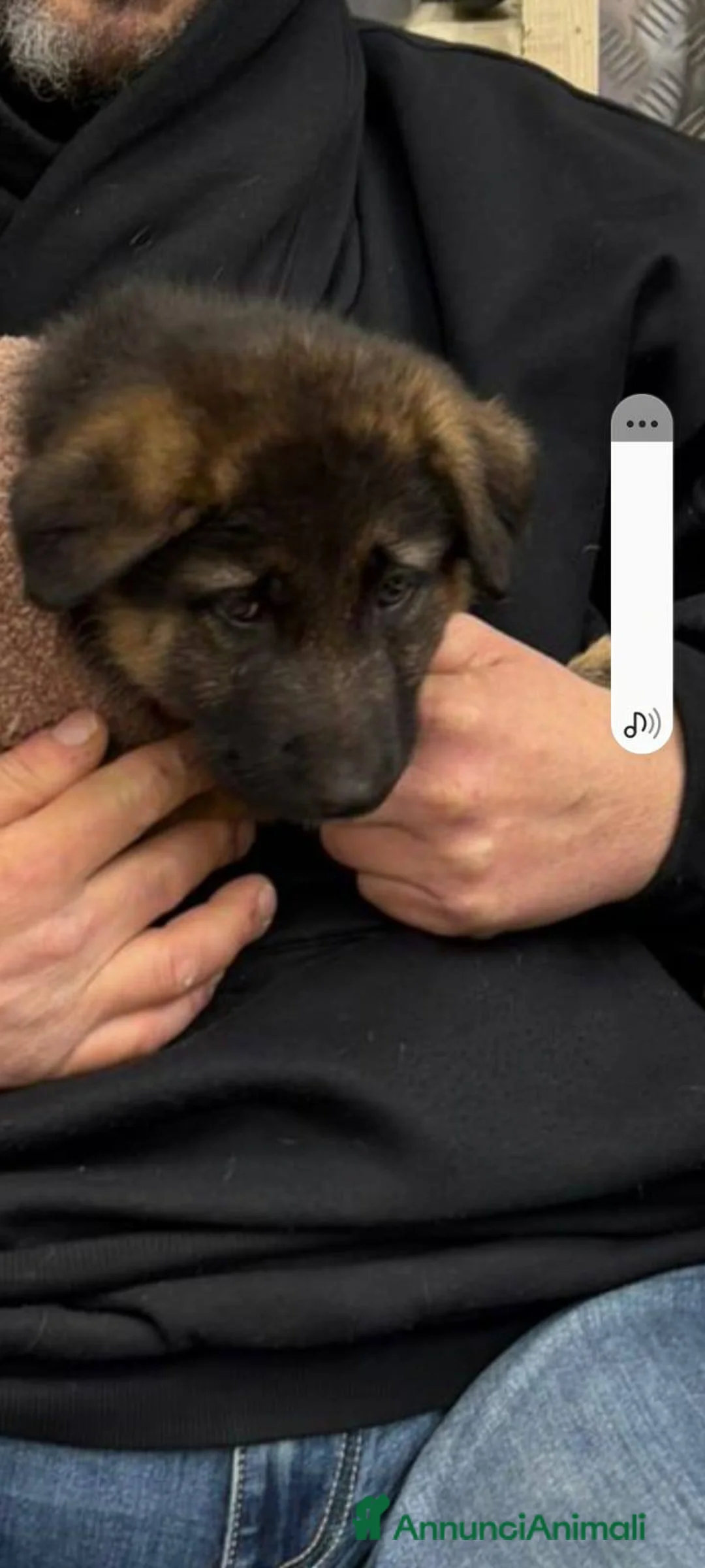 Meticcio cani in regalo: Gaia 3 mesi, bellissima - Annuncio 9