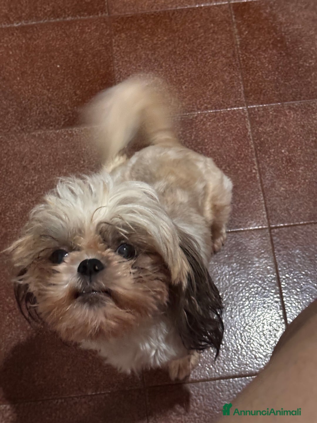 Shih Tzu cani in vendita: Cuccioli Shih Poo a Provincia di Arezzo - Immagine 4