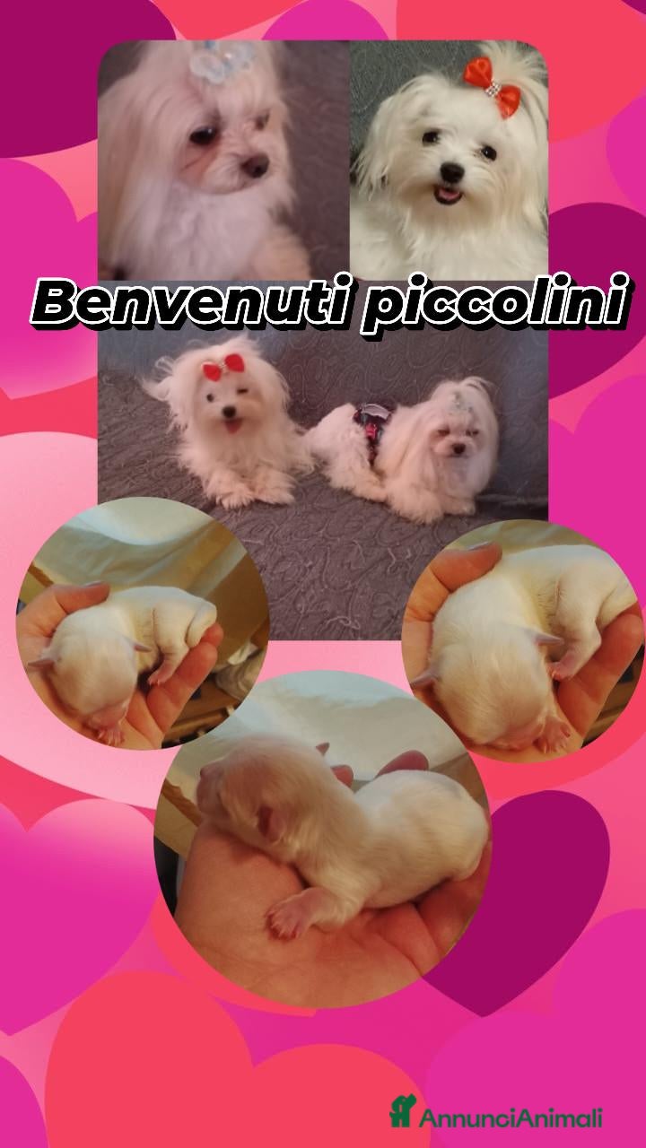 Maltese cani Maltese linea coreana  - Annuncio 1