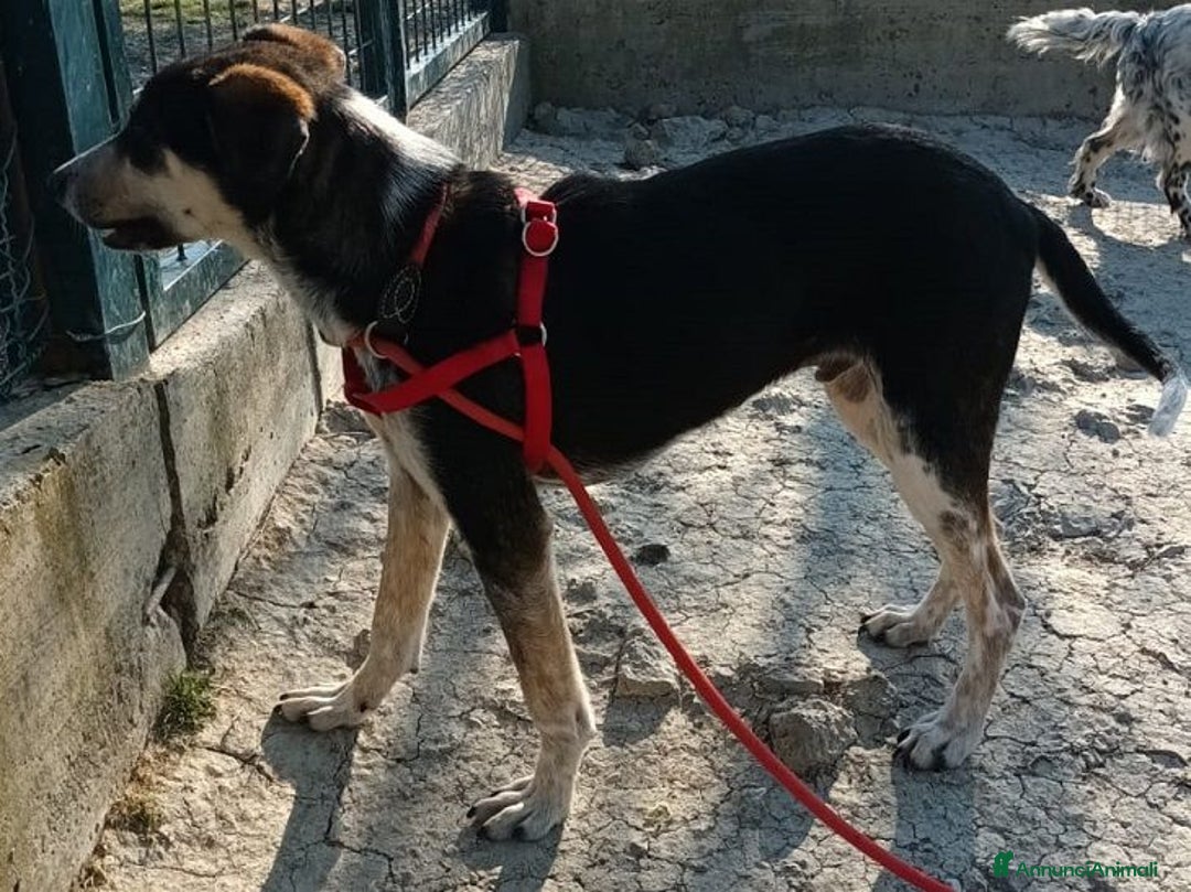 Meticcio cani in regalo: BENNY bel timidino, ama giocare con le palline - Annuncio 8