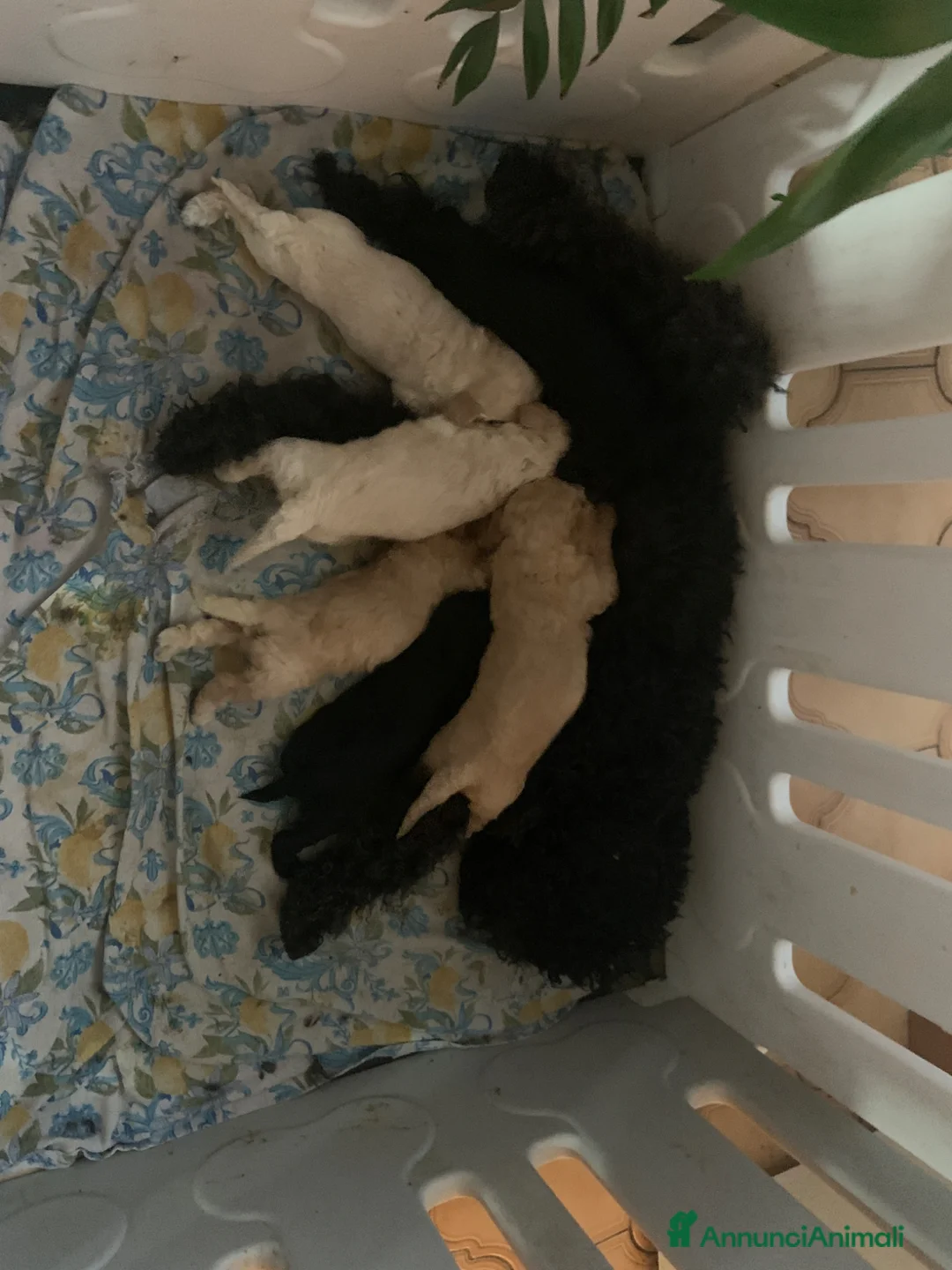 Barboncino cani in vendita: Barboncini nani cercano famiglia! - Annuncio 2