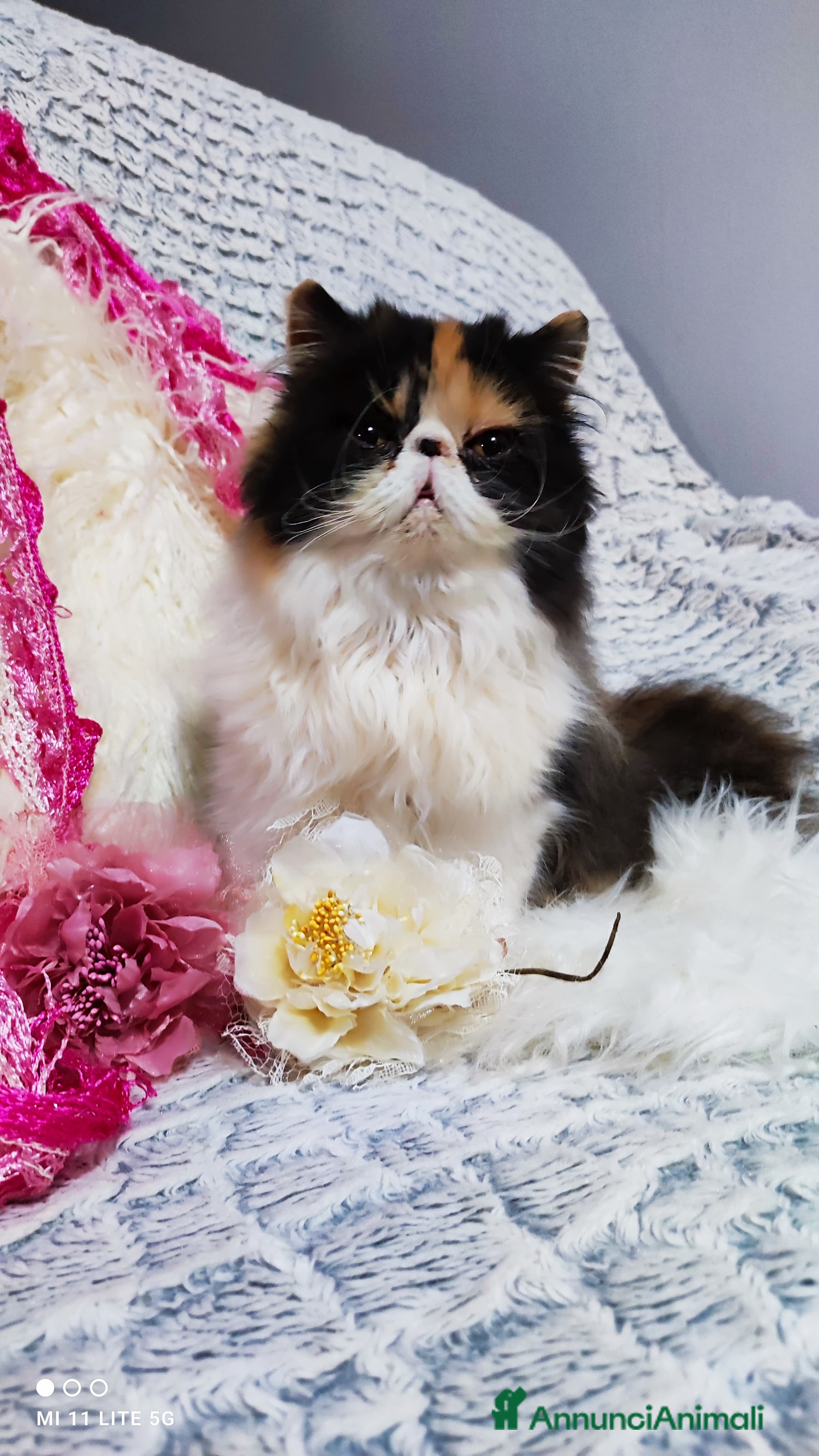 Persiano gatti Cucciola persiana calico a Città metropolitana di Milano - Annuncio 11