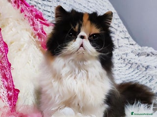 Persiano gatti Cucciola persiana calico a Città metropolitana di Milano - Annuncio 13