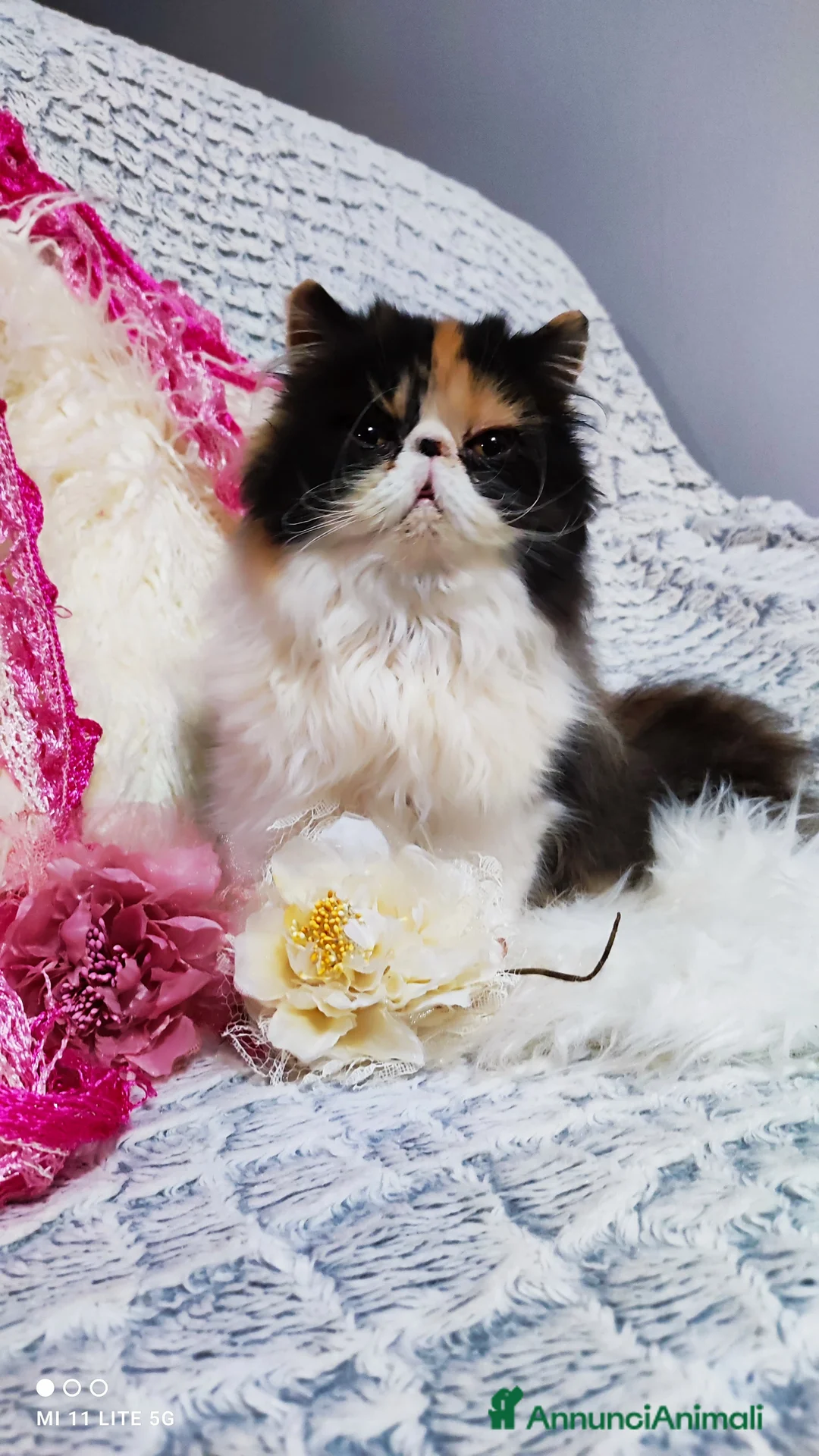 Persiano gatti in vendita: Cucciola persiana calico a Città metropolitana di Milano - Annuncio 1