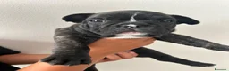 Bulldog Francese cani in vendita: Bulldog francese  - Annuncio 6