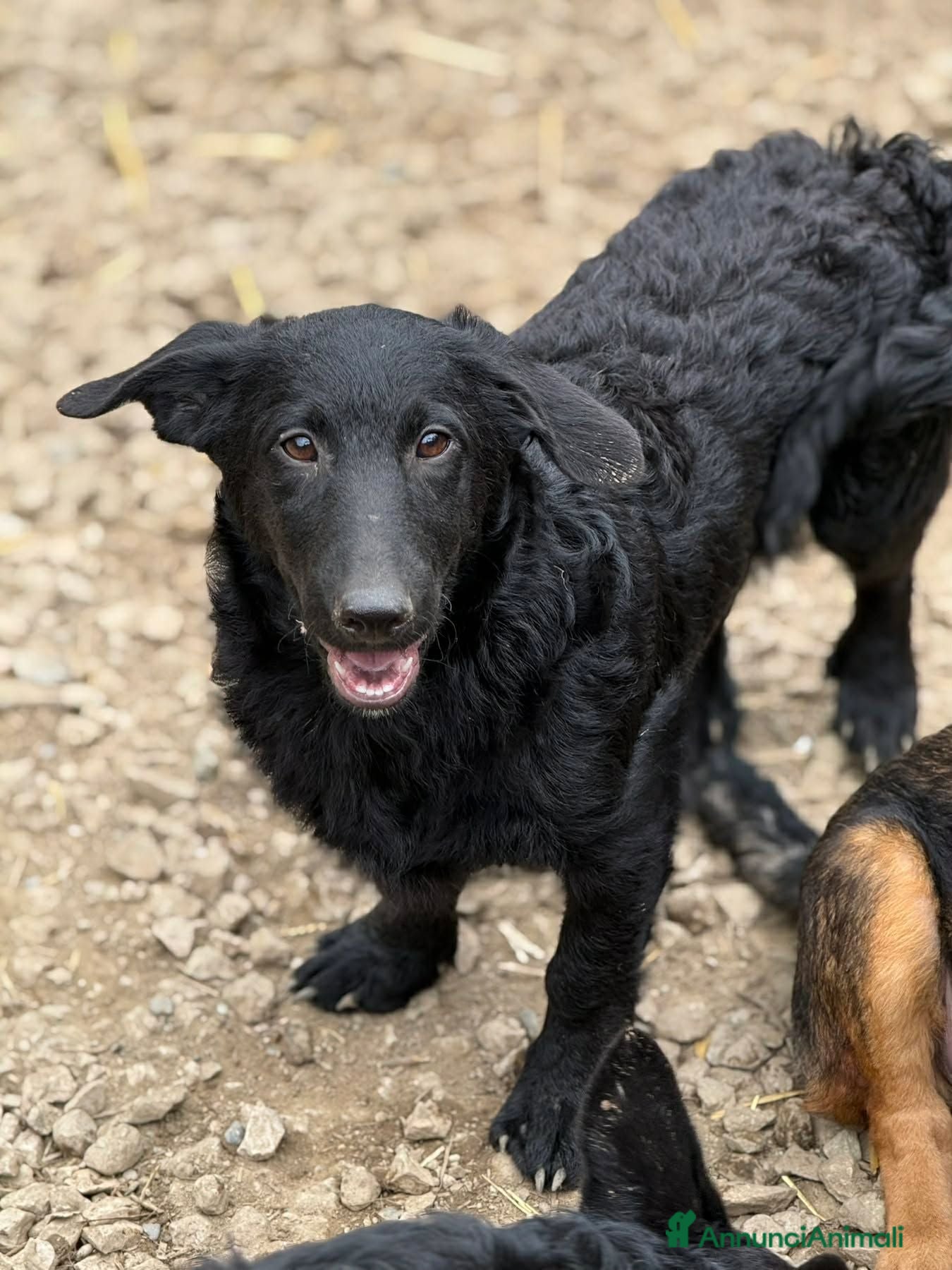 Meticcio cani ERIC, cucciolo dolcissimo dimenticato da tutti. - Annuncio 17