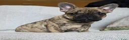 Bulldog Francese cani in vendita: Cuccioli Bouledogue Francese - Annuncio 8