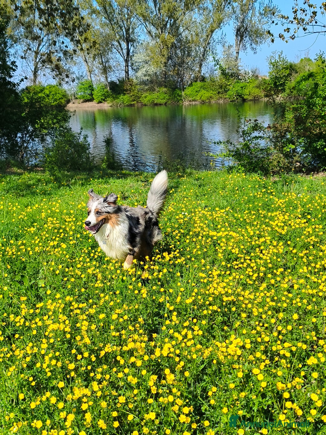 Australian Shepherd cani per accoppiamento: Cane da riproduzione - Annuncio 3