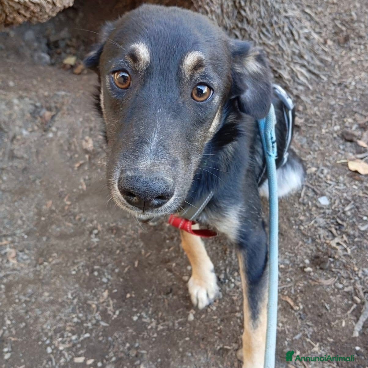 Meticcio cani in regalo: Salviamo Freddy dal canile cucciolo 5 di tg media - Annuncio 4
