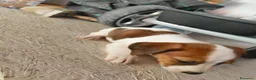 Jack Russell cani in vendita: Bellissimo cuccioli di Jack Russell terrier  a Provincia di Benevento - Annuncio 10