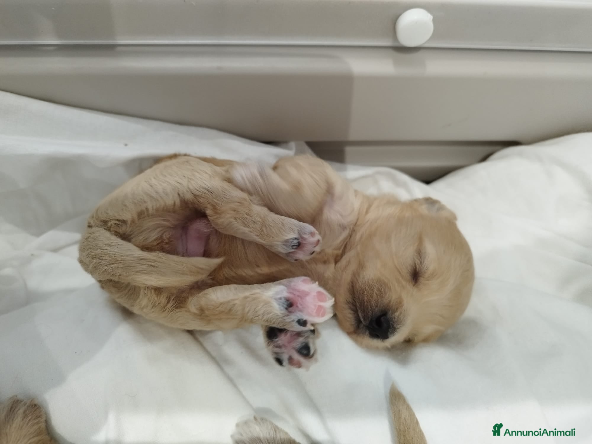 Maltipoo cani in vendita: Mini maltipoo - Annuncio 1