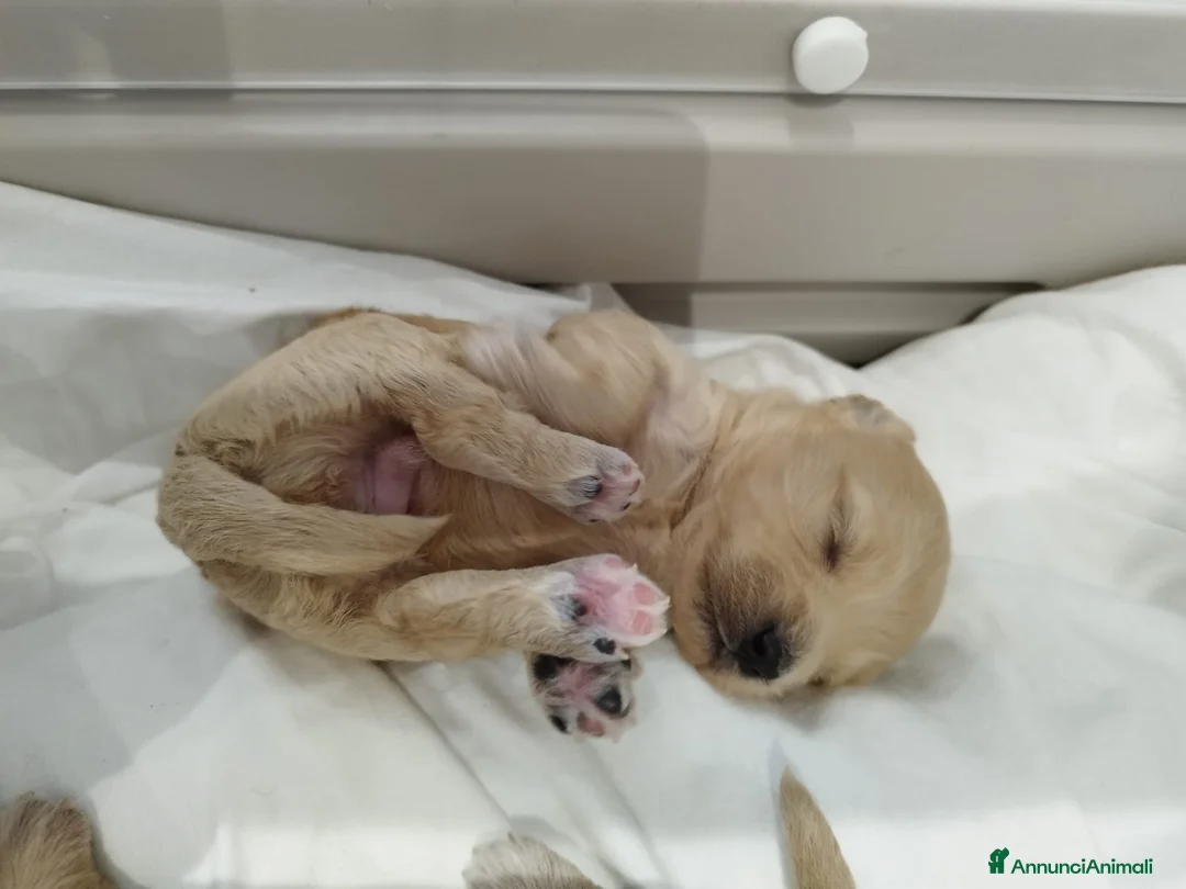 Maltipoo cani in vendita: Mini maltipoo - Annuncio 1