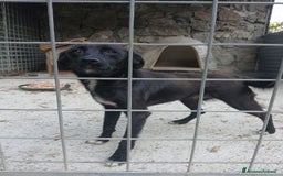 Meticcio cani in regalo: ROSY piccola cagnolina di nessuno - brava a Città Metropolitana di Bologna - Immagine 3