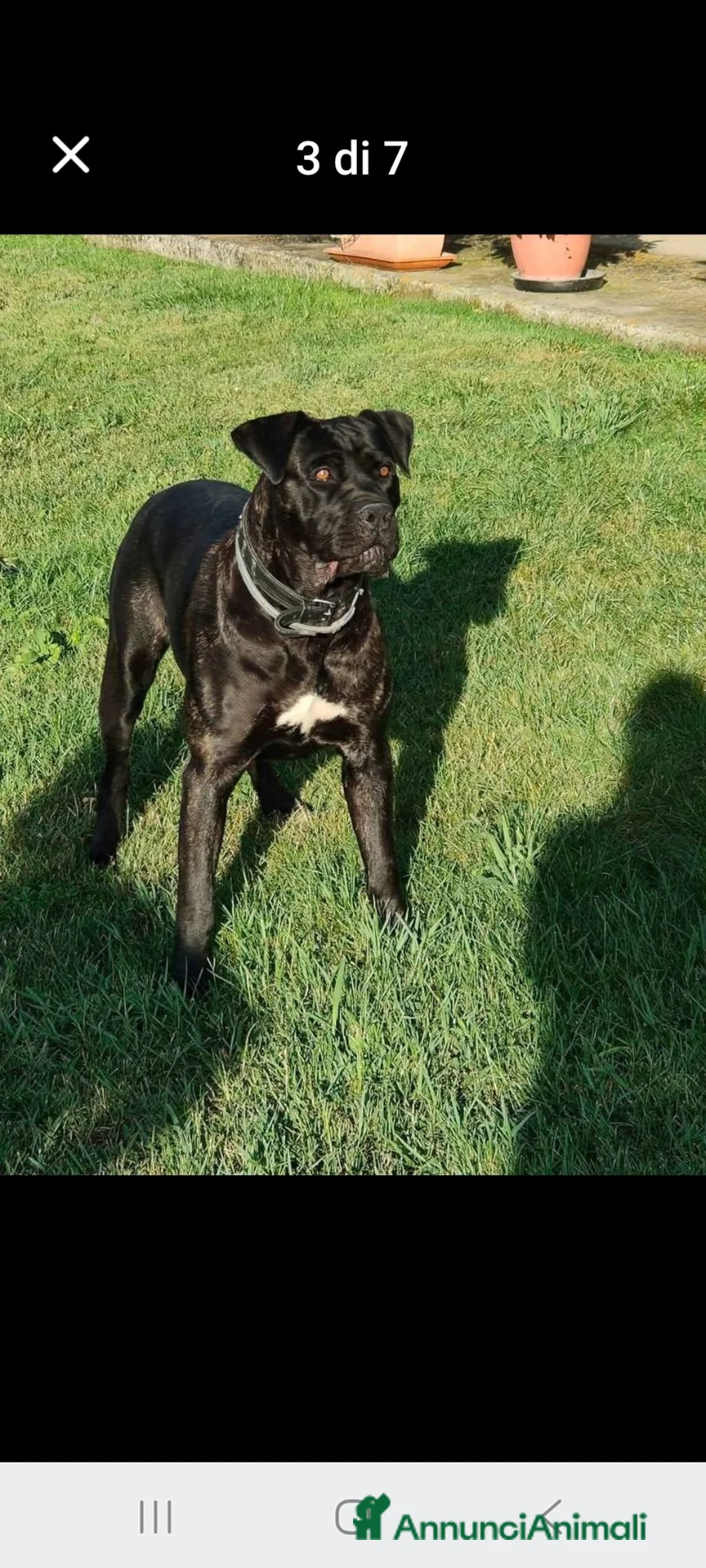 Cane Corso cani in vendita: Cuccioli di cane corso  - Annuncio 5
