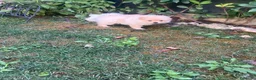 Meticcio cani in vendita: Vendo volpini  a Città Metropolitana di Bologna - Annuncio 6