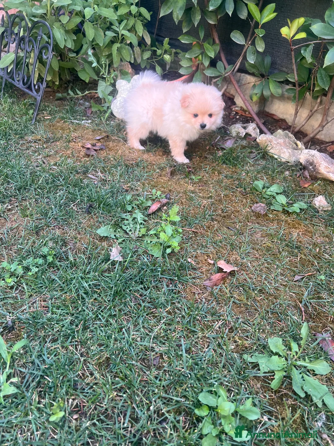 Meticcio cani in vendita: Vendo volpini  a Città Metropolitana di Bologna - Annuncio 6