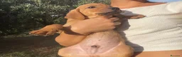 Segugio Maremmano cani in vendita: Cucciolata segugi maremmani  - Annuncio 3
