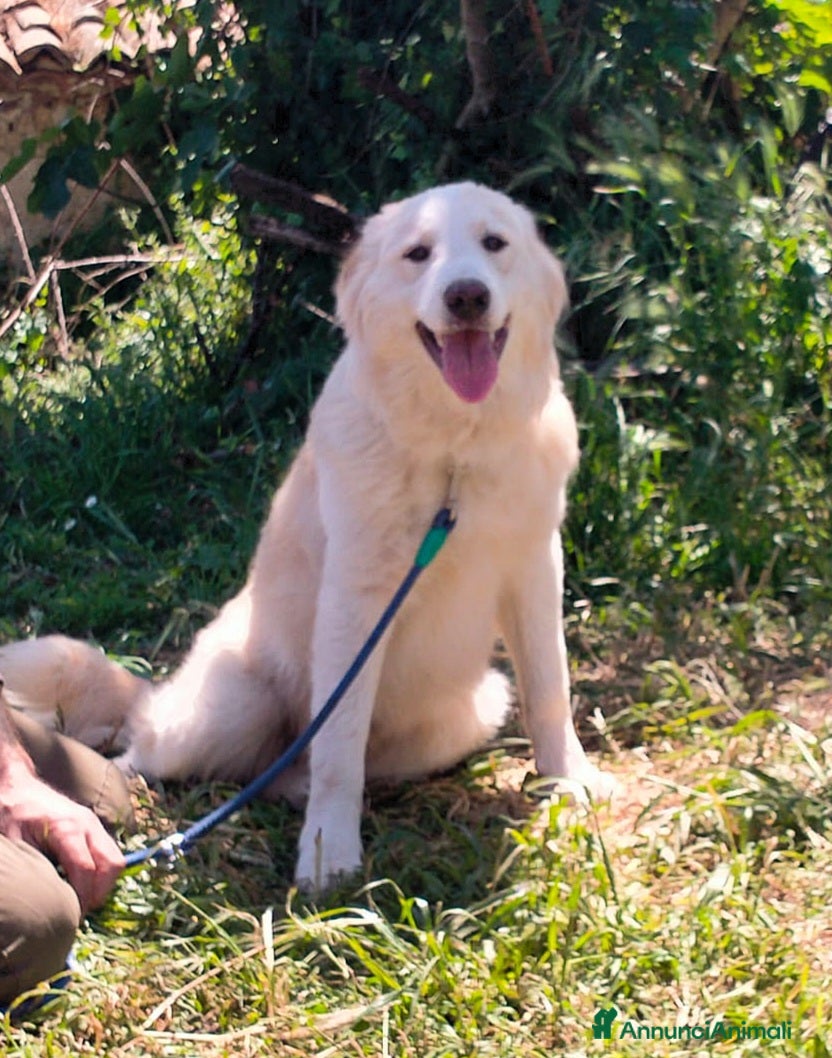 Meticcio cani TACO CUCCIOLO MIX GOLDEN  - Annuncio 8