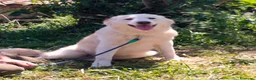 Meticcio cani in regalo: TACO CUCCIOLO MIX GOLDEN  a Provincia di Varese - Annuncio 1