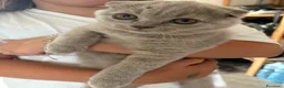 British gatti in vendita:    cuccioli British Shorthair  a Provincia di Parma - Annuncio 6