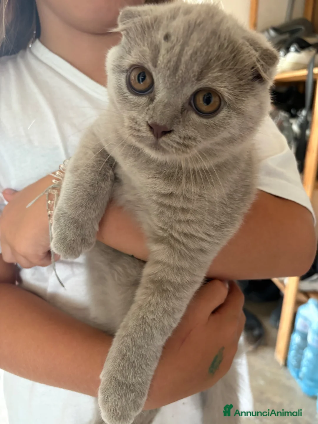 British gatti in vendita:    cuccioli British Shorthair  a Provincia di Parma - Annuncio 6