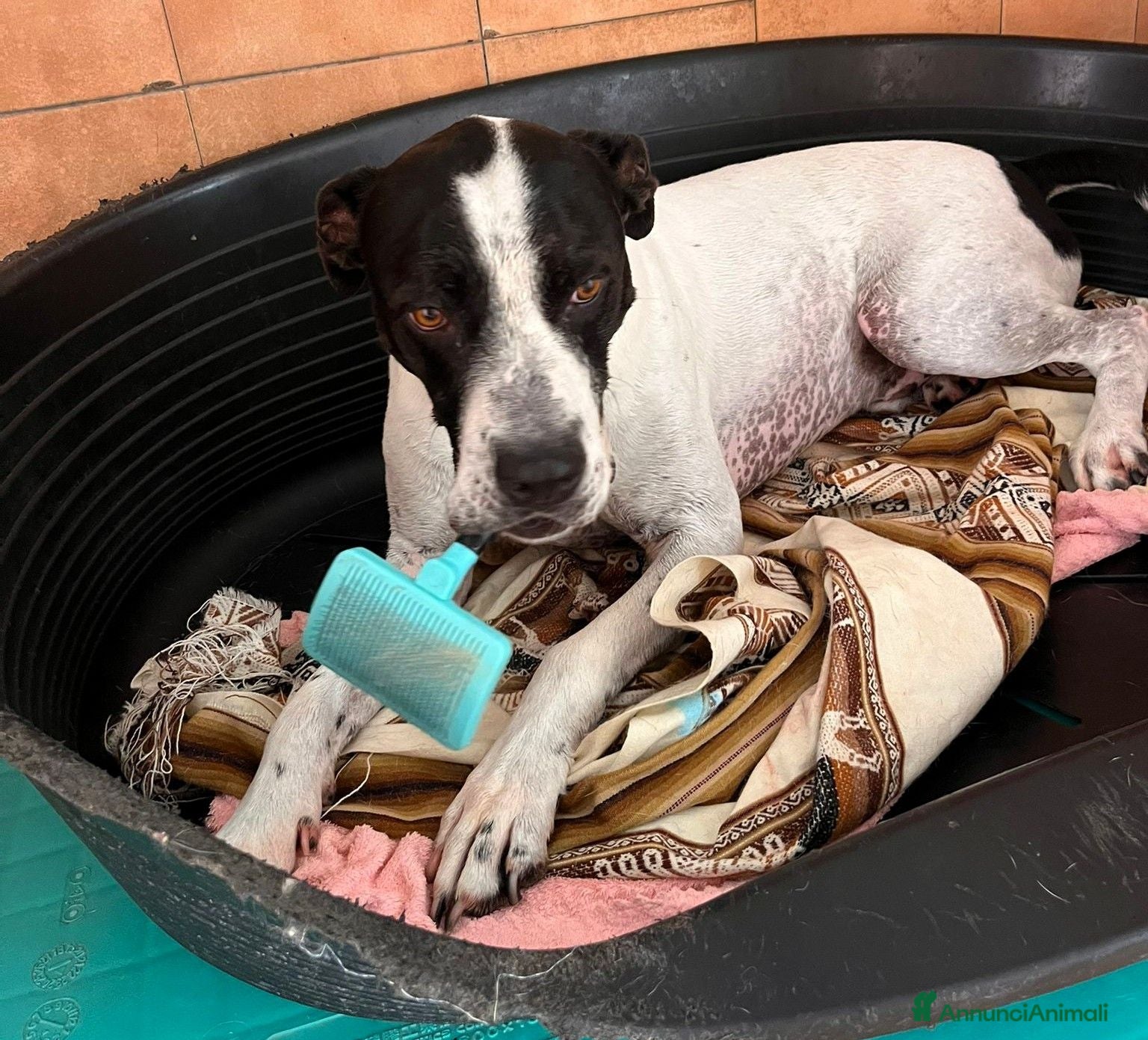Meticcio cani BLACK GENTILCANE - Annuncio 12