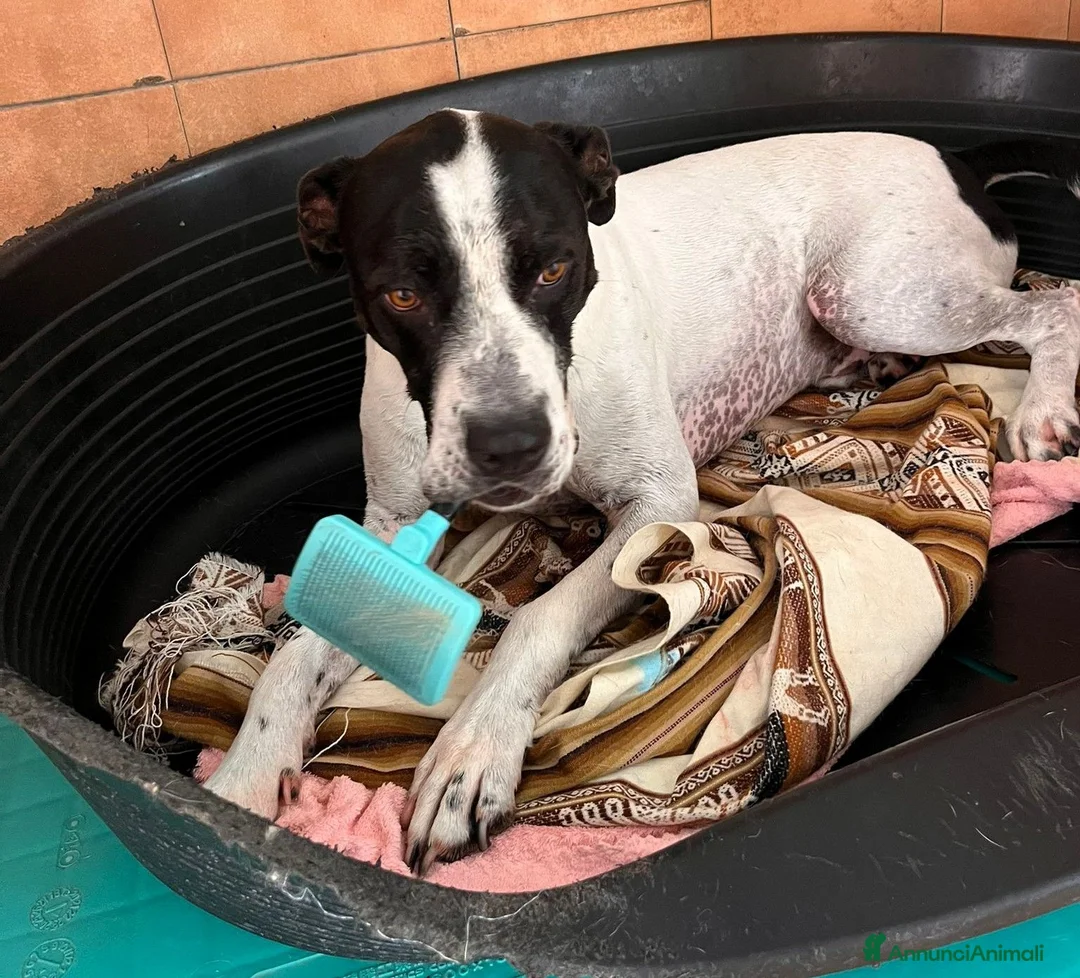 Meticcio cani in regalo: BLACK GENTILCANE - Annuncio 1