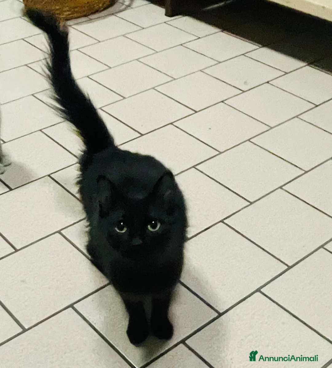 Europeo gatti in regalo: Gattina nera 2 anni sterilizzata  - Annuncio 2