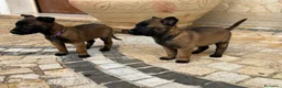 Pastore Belga cani in vendita: Splendidi cuccioli di Pastore Belga Malinois  - Annuncio 13